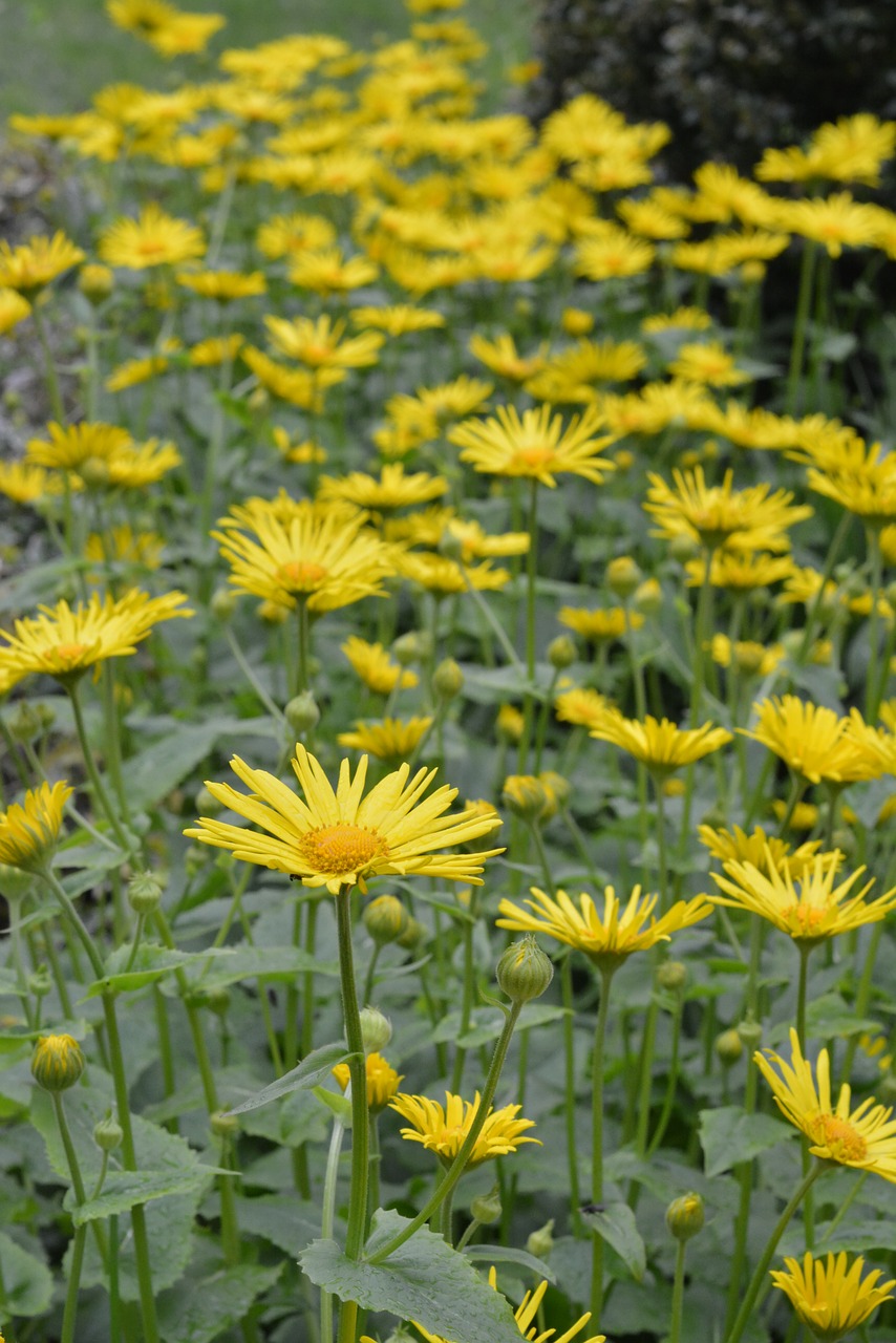 Doronikum Caucasian, Geltona, Gėlės, Geltona Gėlė, Augalas, Gėlė, Pavasaris, Žydėti, Pavasario Gėlė, Nemokamos Nuotraukos