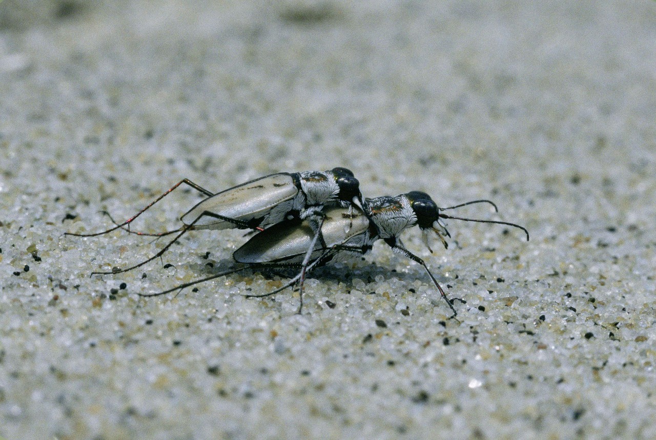 Dorsalis, Cicindela, Vabalai, Tigras, Papludimys, Šiaurės Rytuose, Du, Vabalas, Klaidas, Vabzdžiai