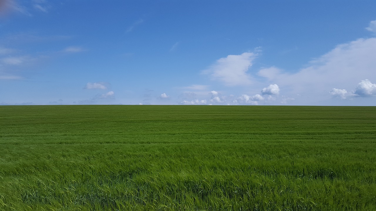 Dorsetas,  Kukurūzų Laukų,  Mėlynas Dangus,  Vasara,  Anglija,  Į Pietvakarius,  Kraštovaizdis, Nemokamos Nuotraukos,  Nemokama Licenzija