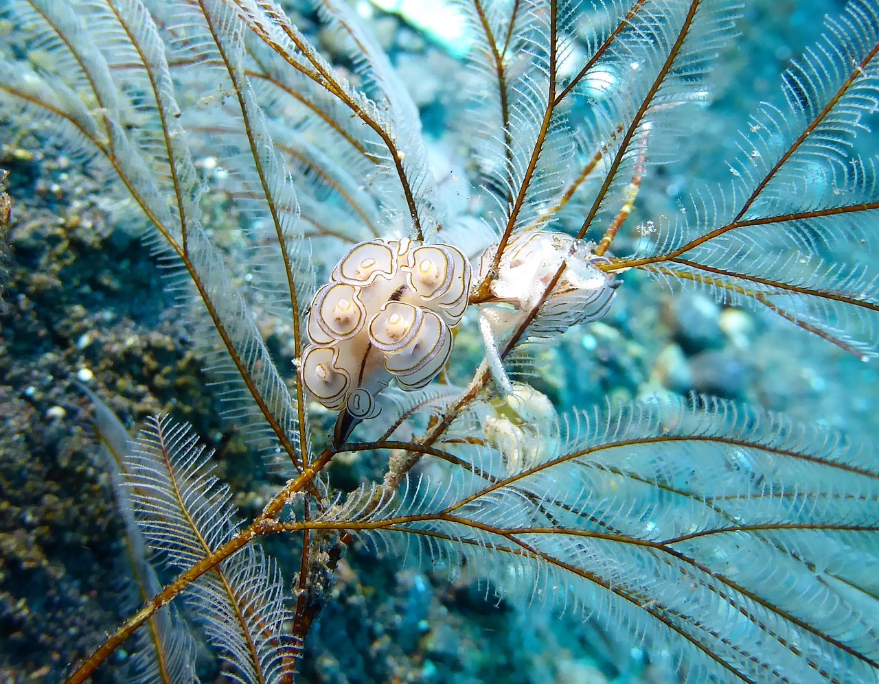 Daryti, Nudi, Nudibranch, Jūrų, Jūros Gyvenimas, Hidroksidai, Nardymas, Scuba, Bali, Tulamben