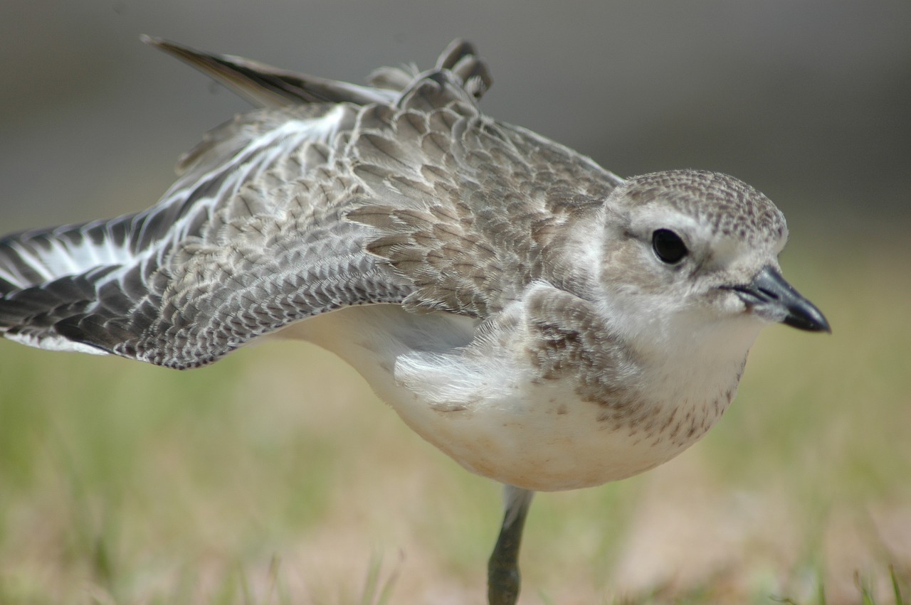 Dotterel, Naujoji Zelandija, Paukštis, Nemokamos Nuotraukos,  Nemokama Licenzija