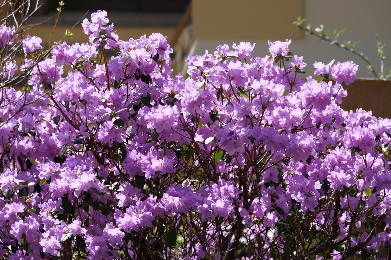 Dvigubo Rododendronów,  Rododendronów Mucronulatum,  Anksti Pavasarį Kalnų Išaugo,  Augalų,  Pobūdį,  Sodas,  Gėlės,  Žydėjimo Krūmas,  Rausvos Gėlės,  Pavasaris