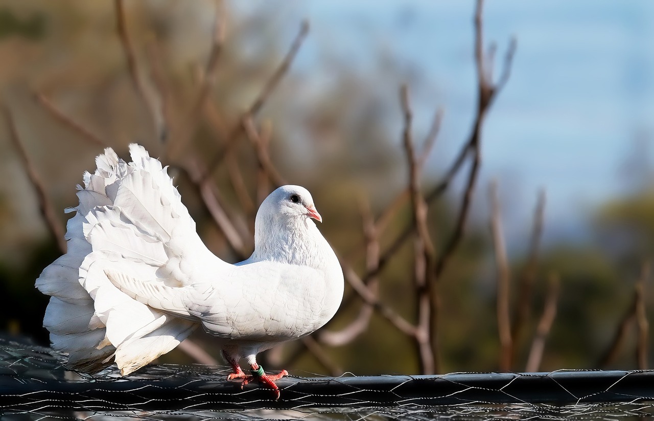 Balandis, Balta, Paukštis, Gražus, Zoologijos Sodas, Uždaryti, Nemokamos Nuotraukos,  Nemokama Licenzija