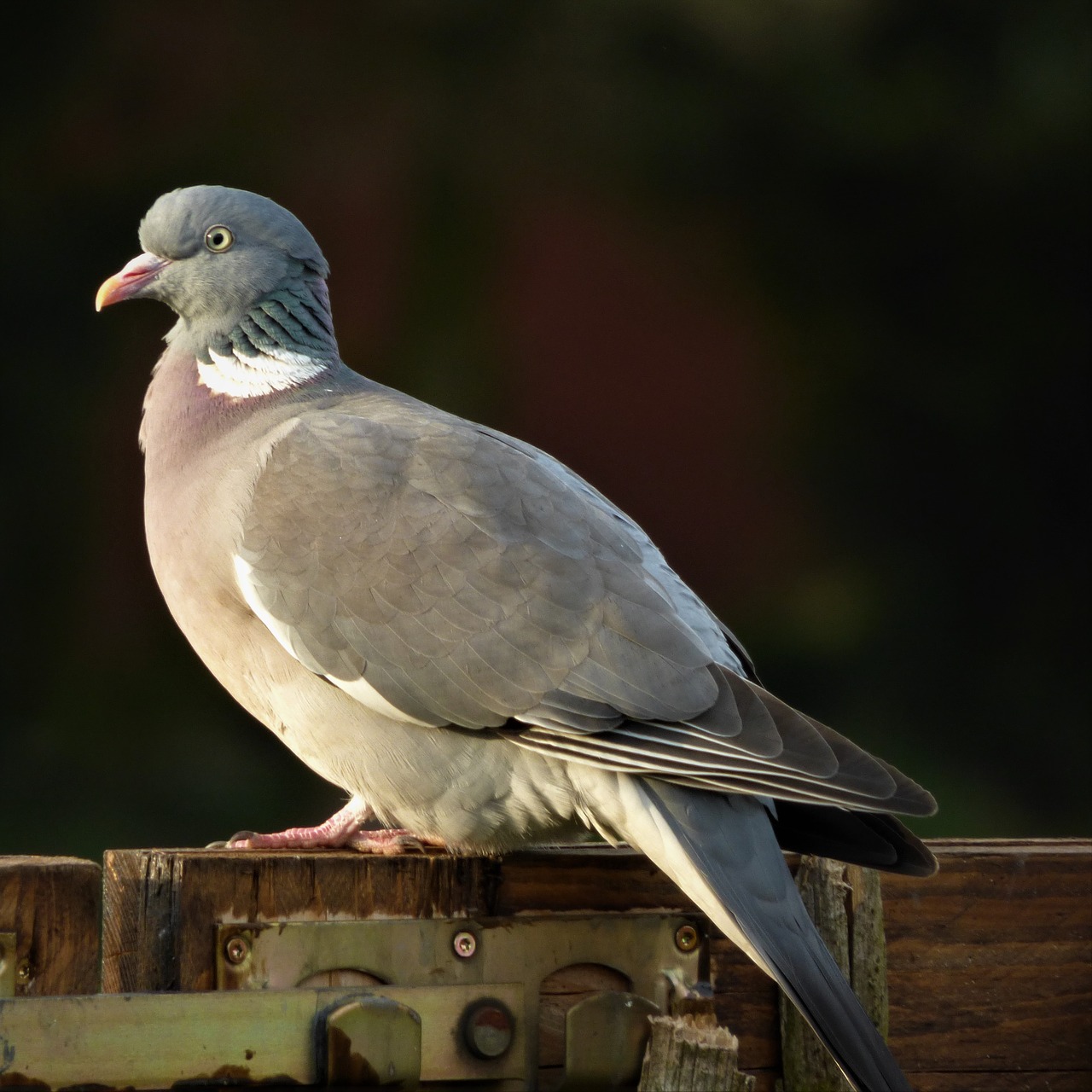 Balandis, Plumėjimas, Paukštis, Ringdove, Plunksna, Stovintis, Miesto Balandis, Balandžiai Ir Balandžiai, Gatvės Kurčias, Laukiniai Paukščiai