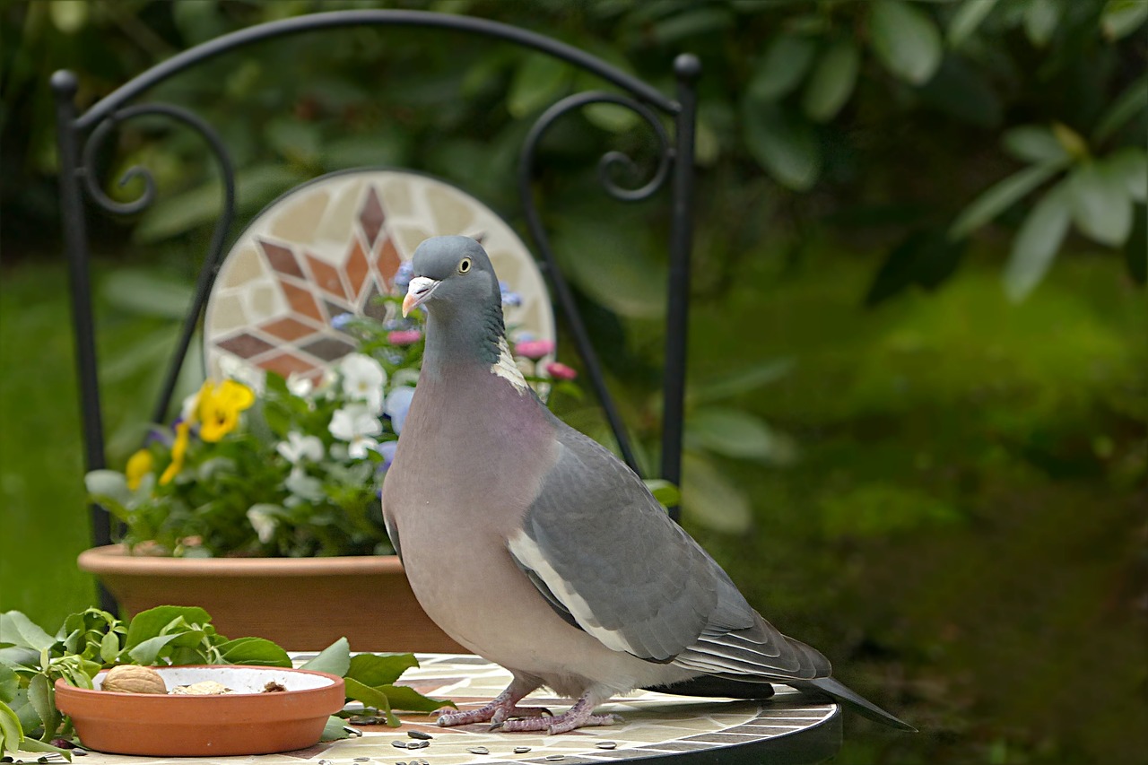 Balandis, Ringdove, Paukštis, Columba Palumbus, Maitinimas, Sodas, Nemokamos Nuotraukos,  Nemokama Licenzija