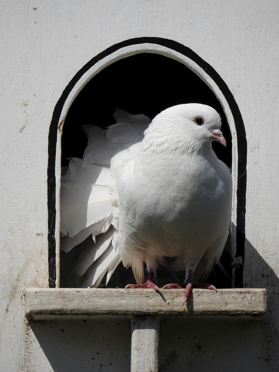 Balandis, Paukštis, Gyvūnas, Gamta, Plumėjimas, Dovecote, Aviary, Taikos Balandis, Balta, Veisimas