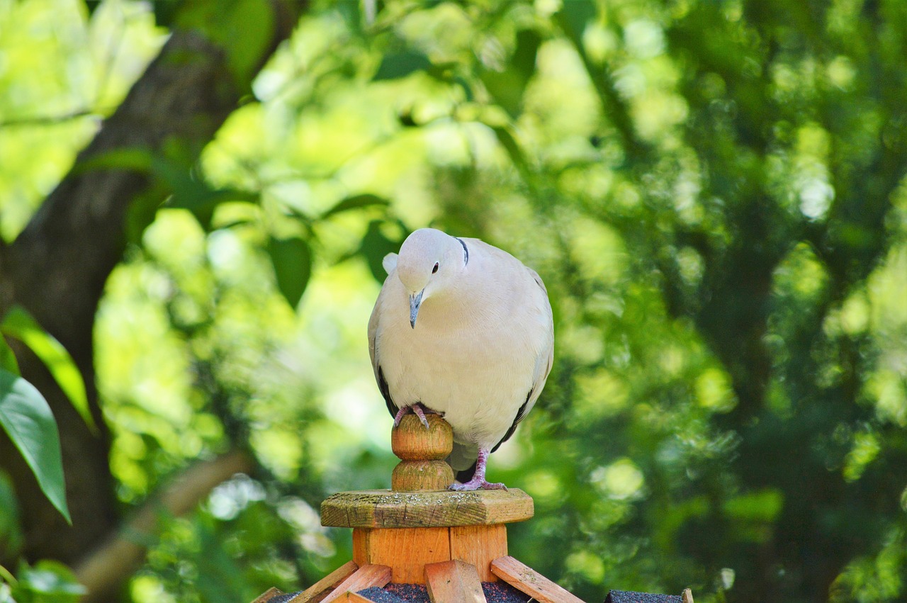 Balandis, Paukštis, Plunksna, Gyvūnas, Plumėjimas, Sparnas, Miesto Balandis, Naminiai Paukščiai, Collared, Maitinimas