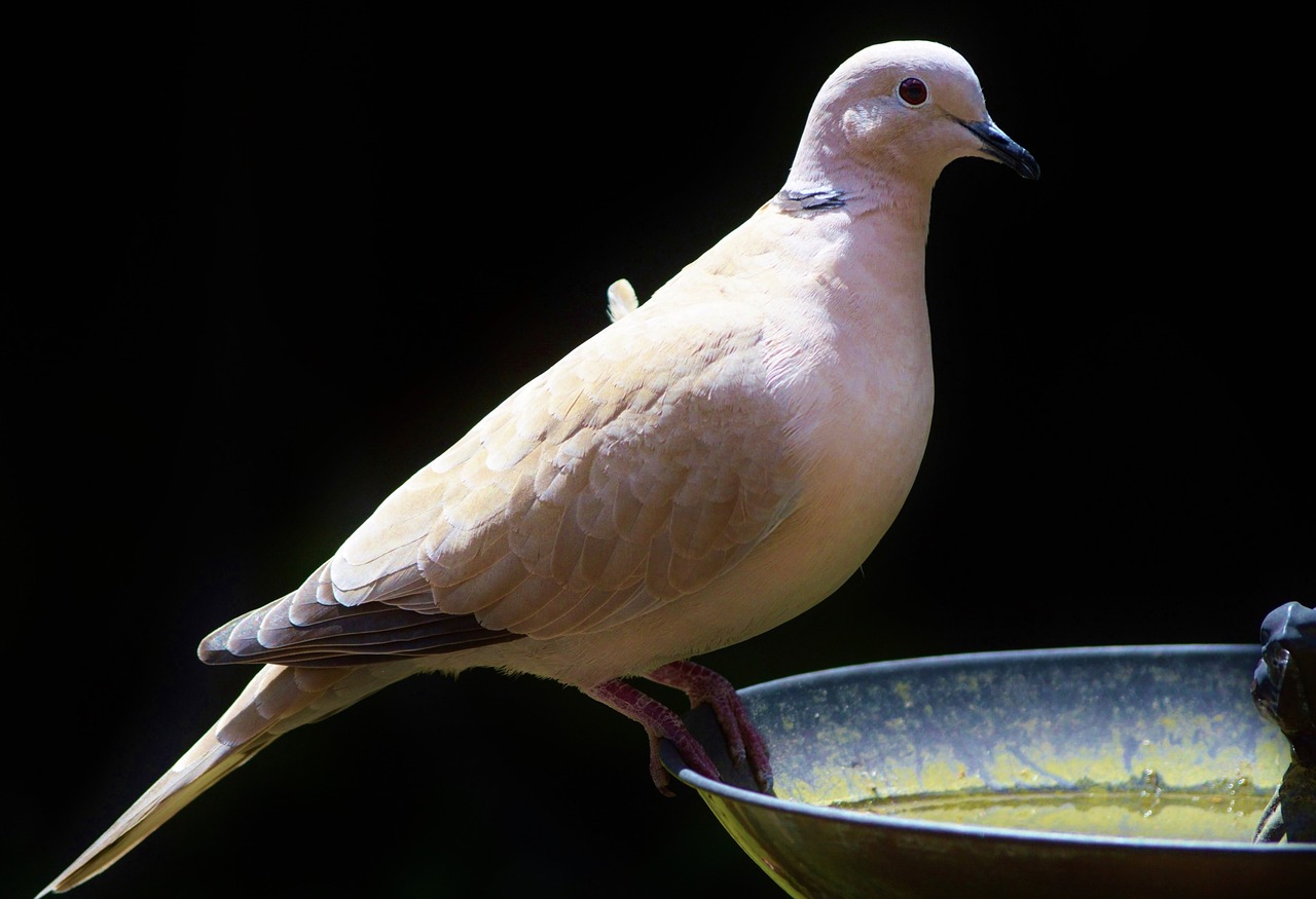 Balandis, Paukštis, Collared, Gamta, Miesto Balandis, Naminiai Paukščiai, Sparnas, Maitinimas, Nemokamos Nuotraukos,  Nemokama Licenzija