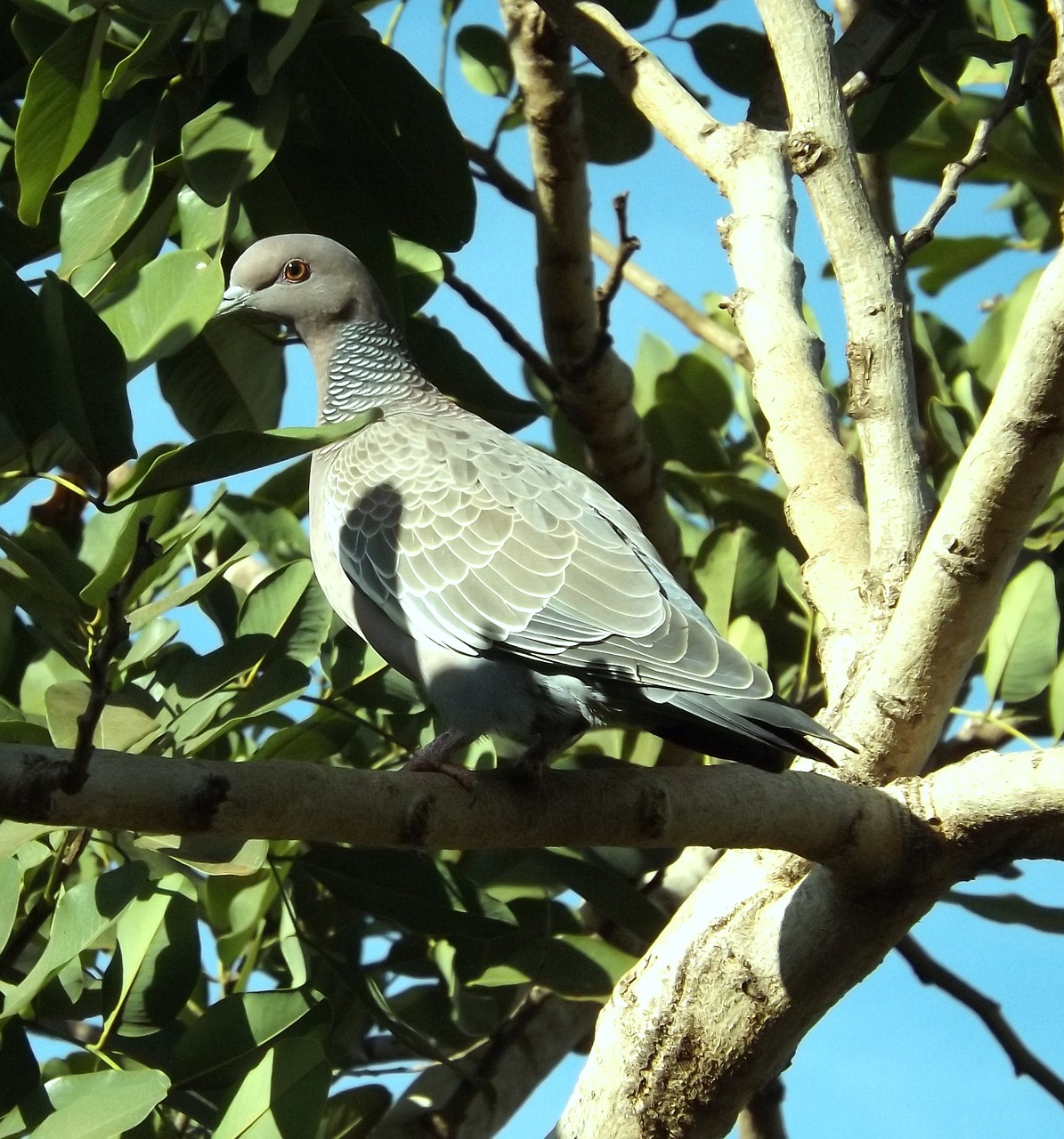 Balandis, Sparnas, Balta, Paukštis, Columbídea, Patagioenas Picazuro, Gamta, Nemokamos Nuotraukos,  Nemokama Licenzija