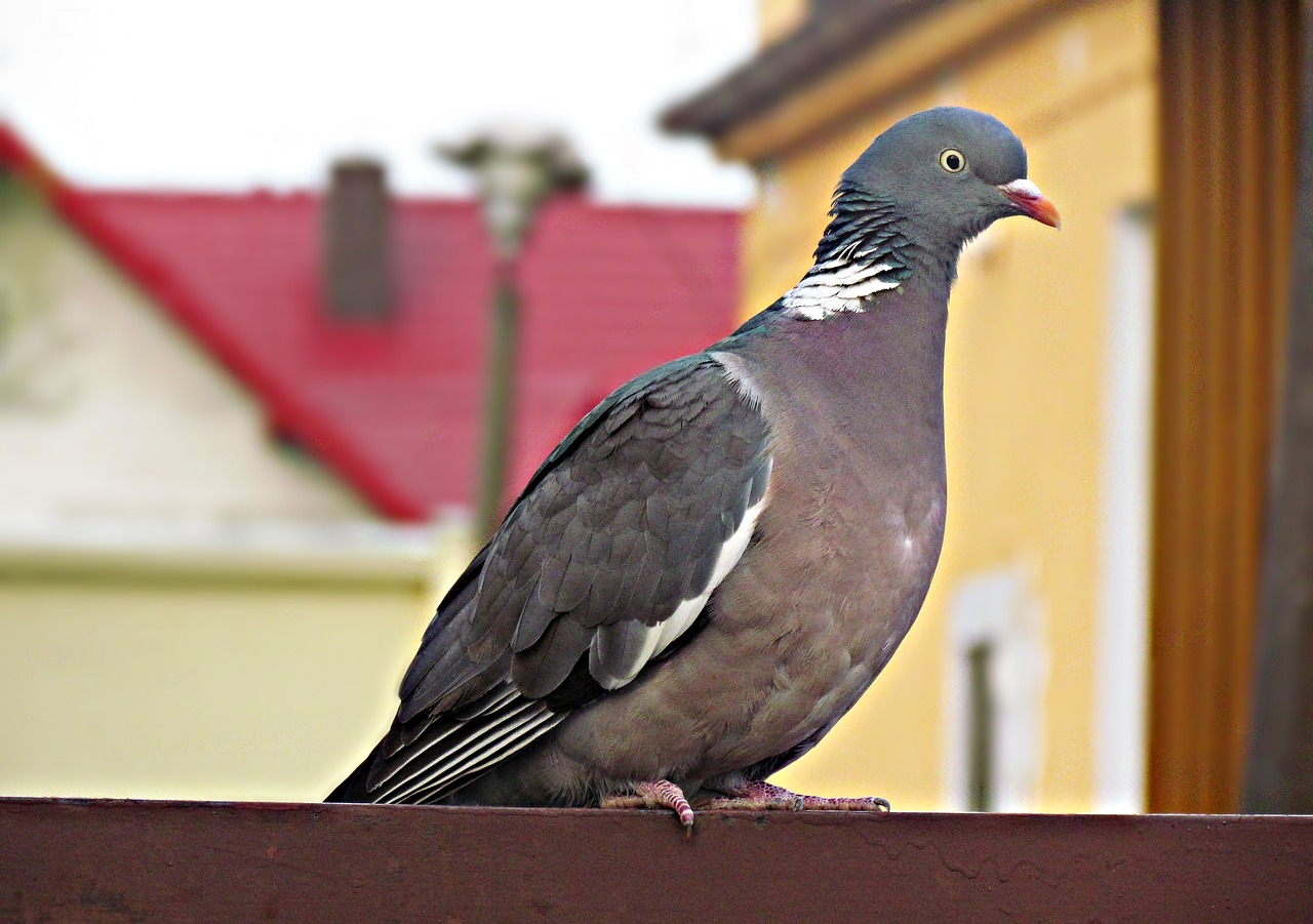 Balandis, Paukščiai, Gamta, Rašiklis, Laisvė, Russula, Sparnas, Snapas, Nemokamos Nuotraukos,  Nemokama Licenzija