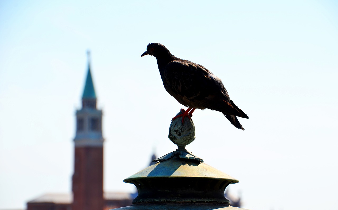 Balandis, Venecija, Atostogos, Gyvūnas, Paukštis, Bokštas, Italy, Bokštas, St Ženklo Bazilika, Turizmas