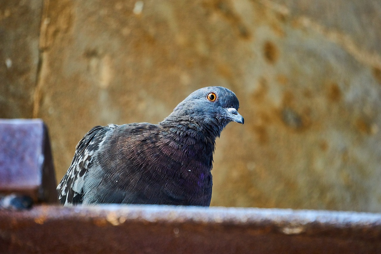 Balandis, Paukščiai, Gable, Paukštis, Plumėjimas, Nemokamos Nuotraukos,  Nemokama Licenzija