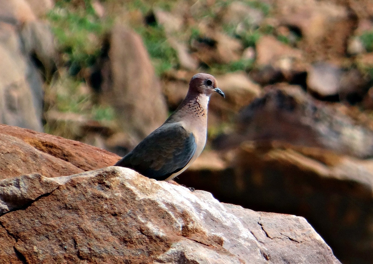 Balandis, Paukštis, Juokiantis Balandis, Mažai Rudas Balandis, Spilopelia Senegalensis, Paukštis, Aves, Fauna, Avifauna, Indija