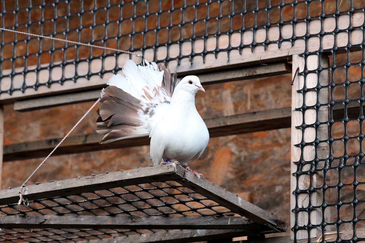 Dove,  Paukštis,  Baltas Balandis,  Balta Paukščių,  Golubka,  Namai,  Plunksnuočių Lenktynės,  Karvelidė,  Narvas, Nemokamos Nuotraukos