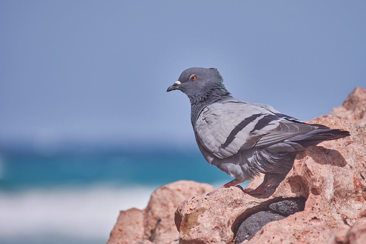 Dove,  Jūra,  Horizontas,  Vandens,  Pobūdį,  Paukštis,  Gyvūnijos Pasaulyje,  Gyvūnas, Nemokamos Nuotraukos,  Nemokama Licenzija