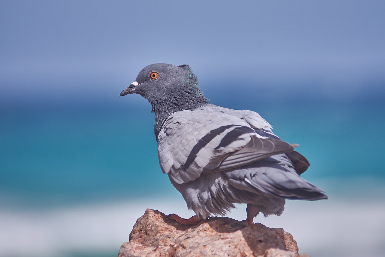 Dove,  Jūra,  Horizontas,  Vandens,  Pobūdį,  Paukštis,  Gyvūnijos Pasaulyje,  Gyvūnas, Nemokamos Nuotraukos,  Nemokama Licenzija