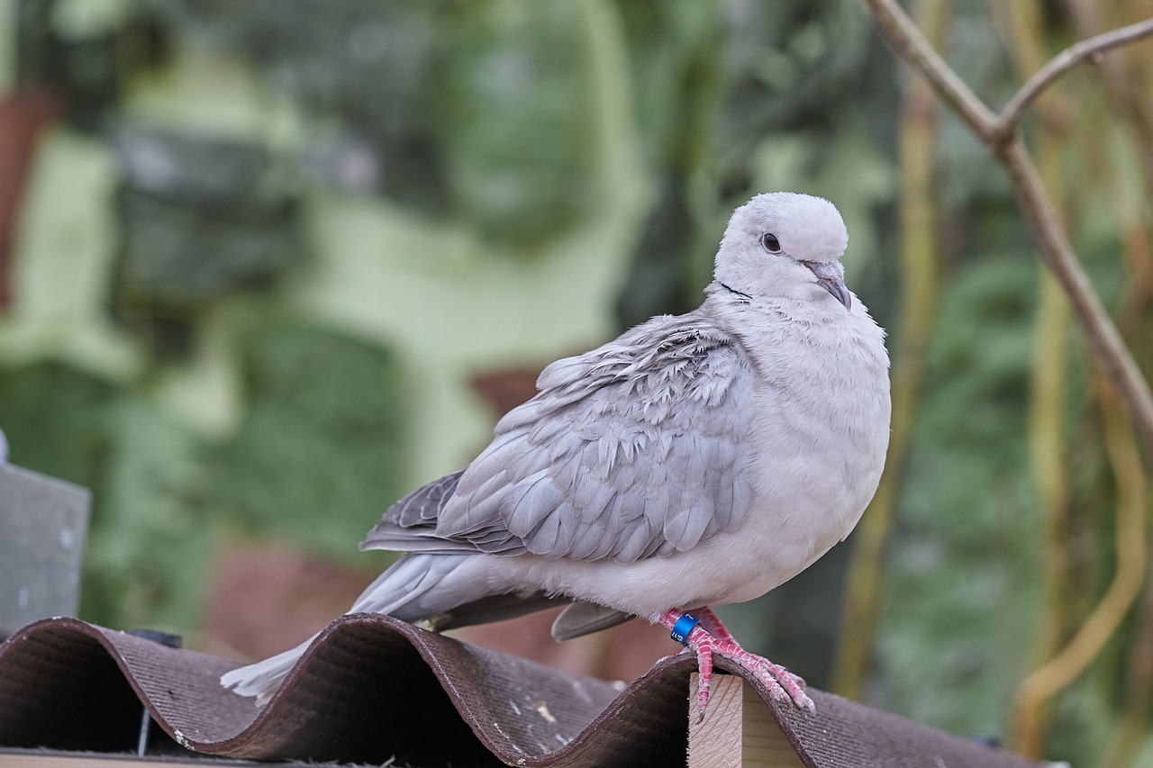 Dove,  Paukštis,  Plunksna,  Baltos Spalvos,  Skraidantis, Nemokamos Nuotraukos,  Nemokama Licenzija