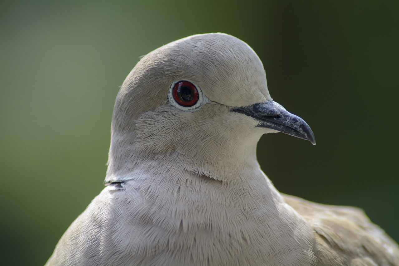 Dove,  Pritvirtinti,  Portretas,  Paukštis,  Gamta, Nemokamos Nuotraukos,  Nemokama Licenzija