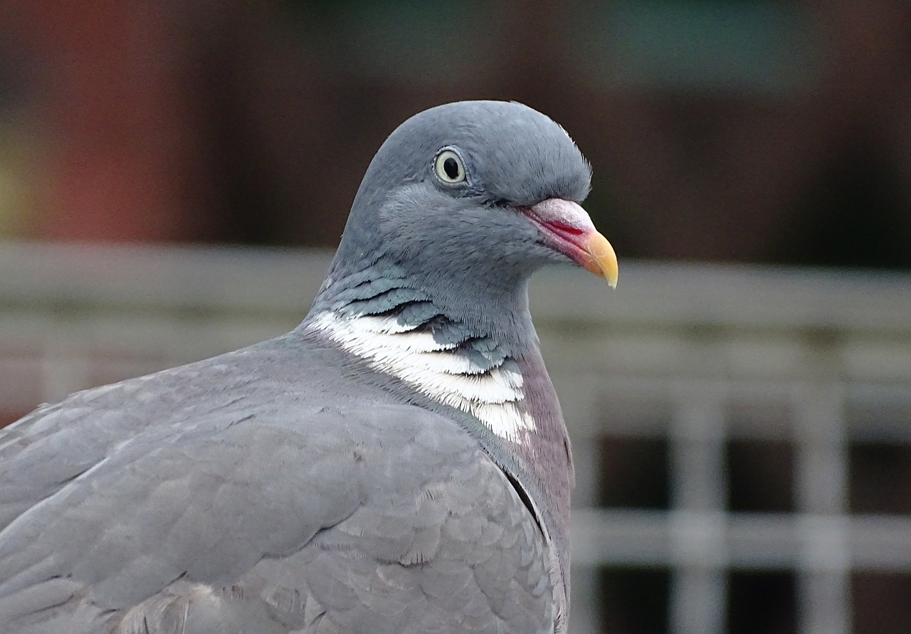 Dove,  Keršulis,  Srityje Kurčias,  Paukštis,  Miestas Karvelis,  Gatvė Kurčias,  Karveliai Ir Balandžiai,  Gyvūnas, Nemokamos Nuotraukos,  Nemokama Licenzija