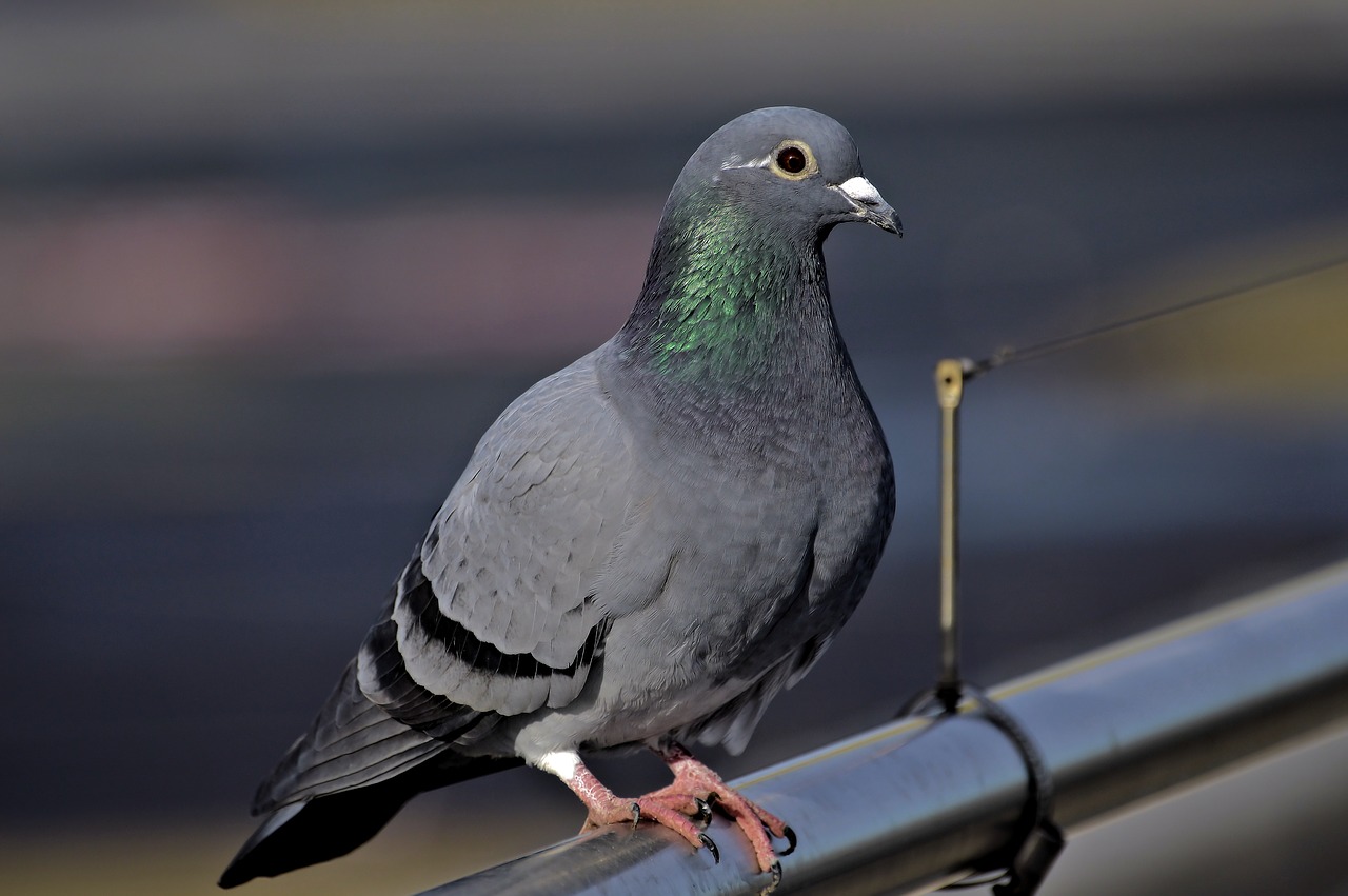 Dove,  Paukštis,  Pobūdį,  Gyvūnijos Pasaulyje,  Gyvūnų Portretas, Nemokamos Nuotraukos,  Nemokama Licenzija