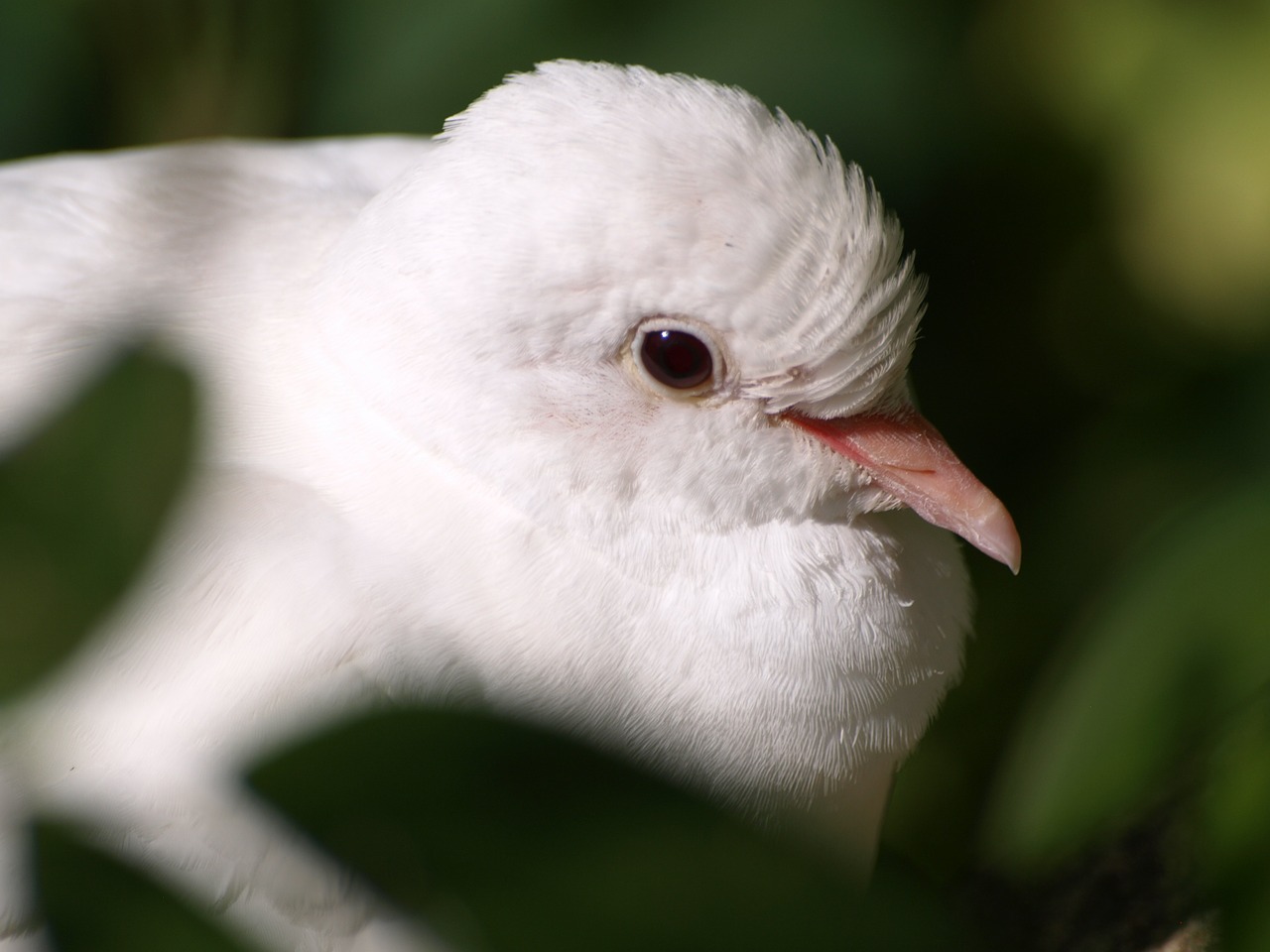 Balandis, Baltas Balandis, Balta, Sąskaitą, Paukštis, Uždaryti, Paukščio Portretas, Nemokamos Nuotraukos,  Nemokama Licenzija