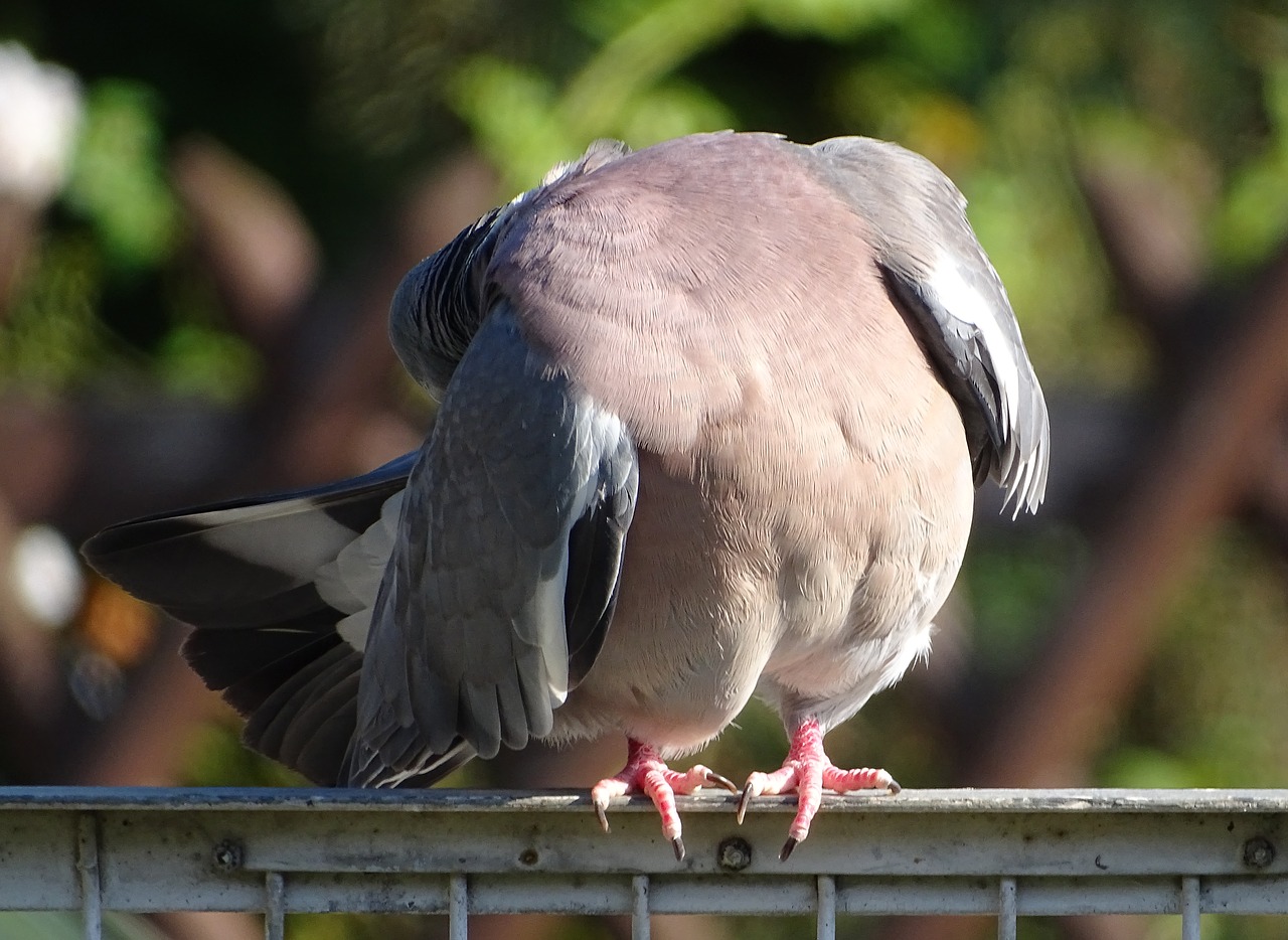 Dove,  Keršulis,  Srityje Kurčias,  Miestas Karvelis,  Paukštis,  Gatvė Kurčias,  Karveliai Ir Balandžiai,  Gyvūnas,  Plunksna,  Plunksnos