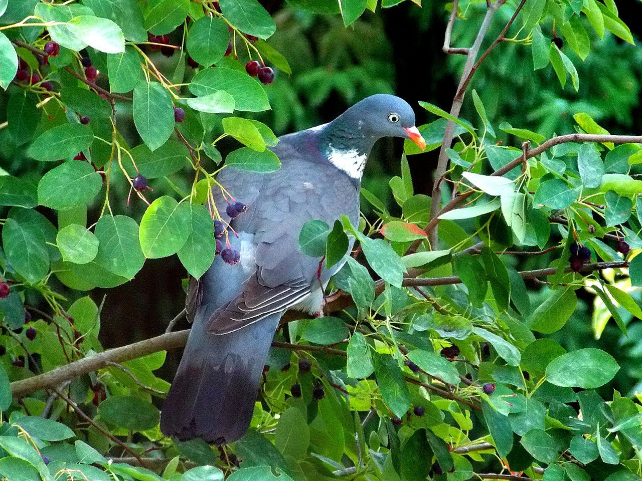 Balandis, Ringdove, Lauko Kurtis, Paukštis, Fauna, Gamta, Gyvūnas, Flugtier, Padaras, Gyvūnų Pasaulis