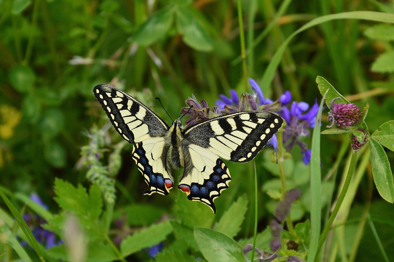 Derinti, Papilio Machaon, Drugelis, Gamta, Swallowtail Drugelis, Tyrol, Sautens, Oetztalas, Nemokamos Nuotraukos,  Nemokama Licenzija