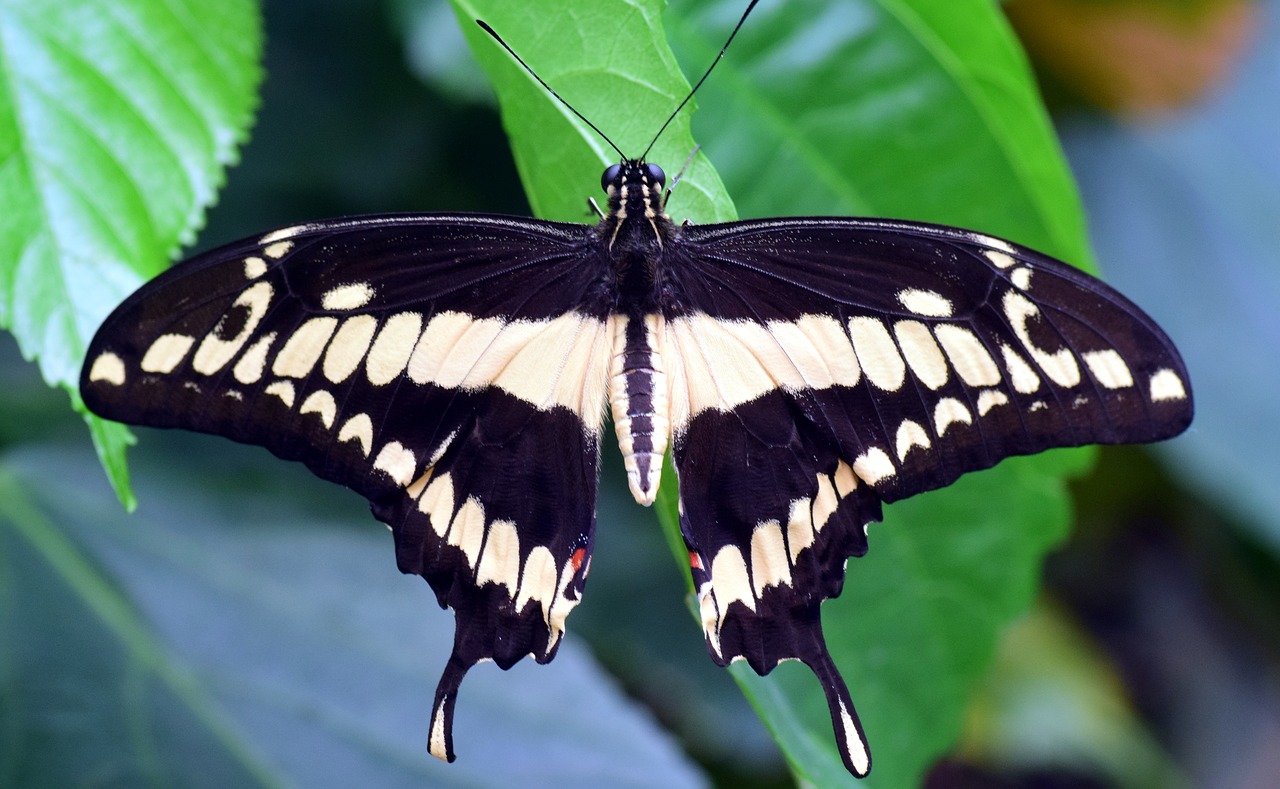 Derinti, Papilio Machaon, Drugelis, Egzotiškas, Atogrąžų, Vabzdys, Sparnas, Spalvinga, Gražus, Gėlės