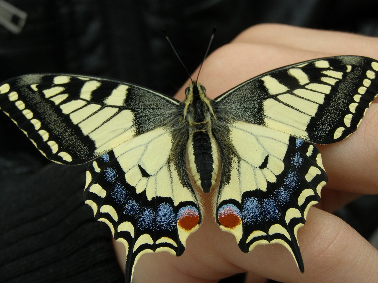 Derinti, Papilio Machaon, Swallowtail Drugeliai, Drugelis, Vabzdys, Gamta, Sparnas, Modelis, Uždaryti, Drugeliai