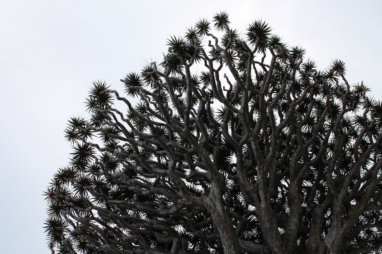 Dracena, Vienspalvis, Augalas, Drakonas Medis, Mažas Kampas, Abstraktus, Nemokamos Nuotraukos,  Nemokama Licenzija