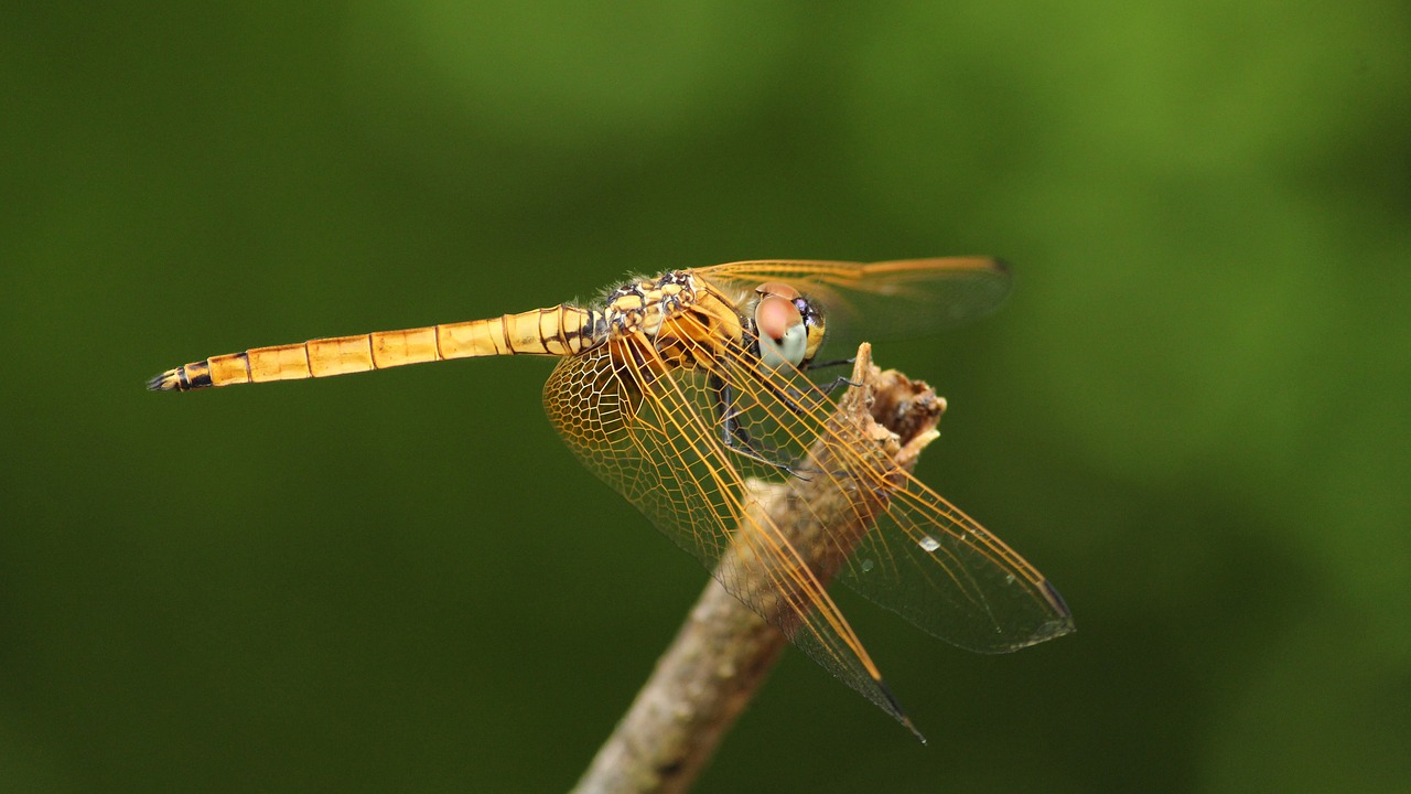 Dragon Skristi,  Juodos Spalvos,  Geltona,  Pobūdį,  Vabzdys,  Odonata,  Gražus,  Biologija,  Re,  Spalva