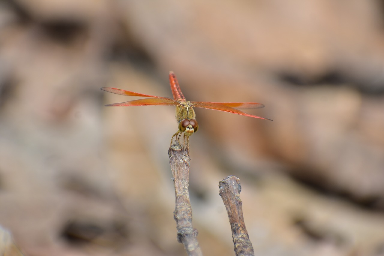 Dragon Skristi,  Makro Arti Iki,  Pobūdį,  Orange Dragon Skristi,  Vabzdžiai, Nemokamos Nuotraukos,  Nemokama Licenzija