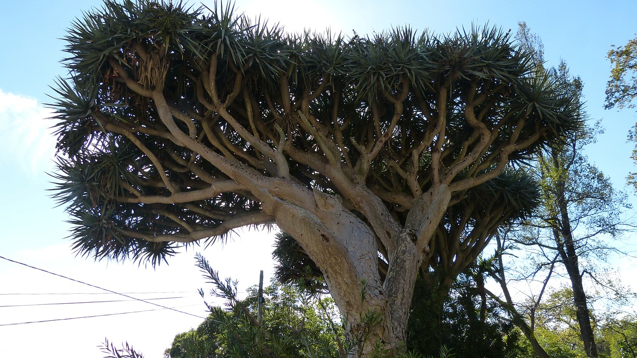 Drakonas Medis, Madeira, Portugal, Flora, Nemokamos Nuotraukos,  Nemokama Licenzija