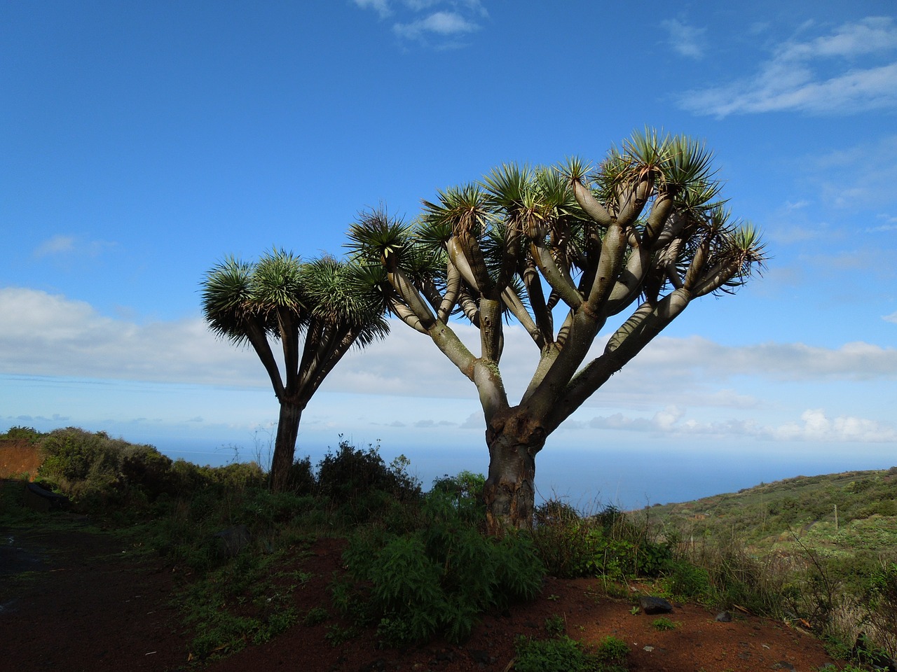 Drakonas Medis, La Palma, Gamta, Kanarų Salos, Žygiai, Nemokamos Nuotraukos,  Nemokama Licenzija