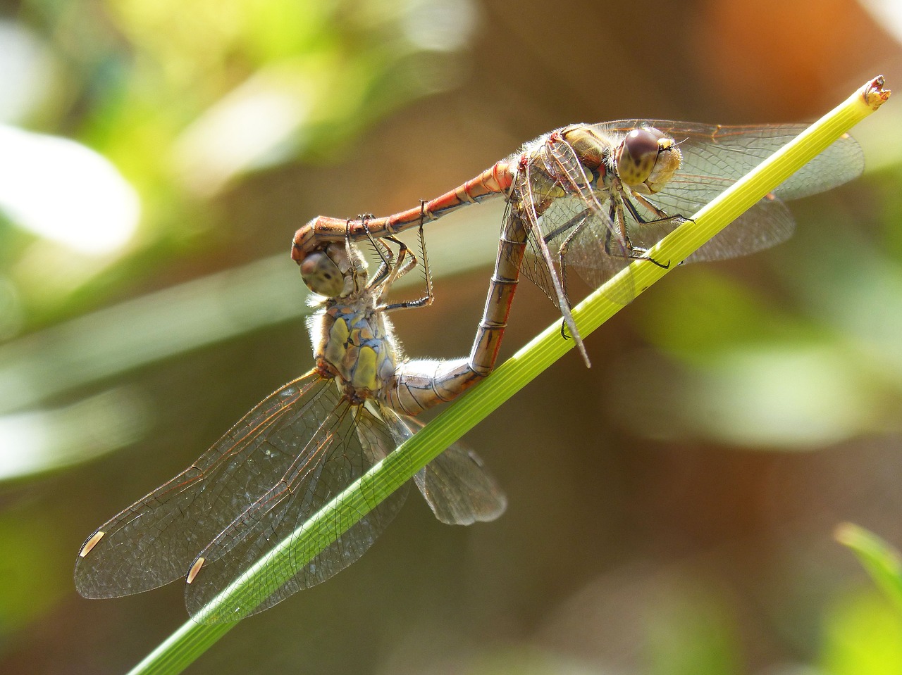 Lazdelės, Kopuliavimas, Lazdelės Poravimosi, Reprodukcija, Poravimas, Poravimosi Vabzdžių, Simpetrum Striolatum, Nemokamos Nuotraukos,  Nemokama Licenzija