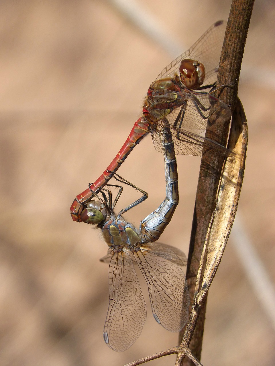 Lazdelės, Pora, Kopuliavimas, Poravimosi Vabzdžių, Poravimas, Filialas, Išsamiai, Simpetrum Striolatum, Nemokamos Nuotraukos,  Nemokama Licenzija