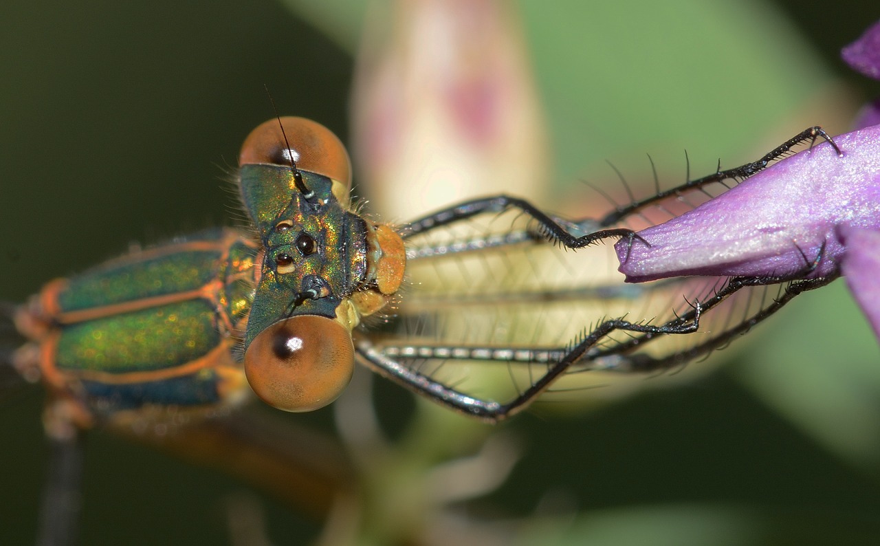 Lazdelės, Lestes, Rėmėjas, Makro, Nemokamos Nuotraukos,  Nemokama Licenzija