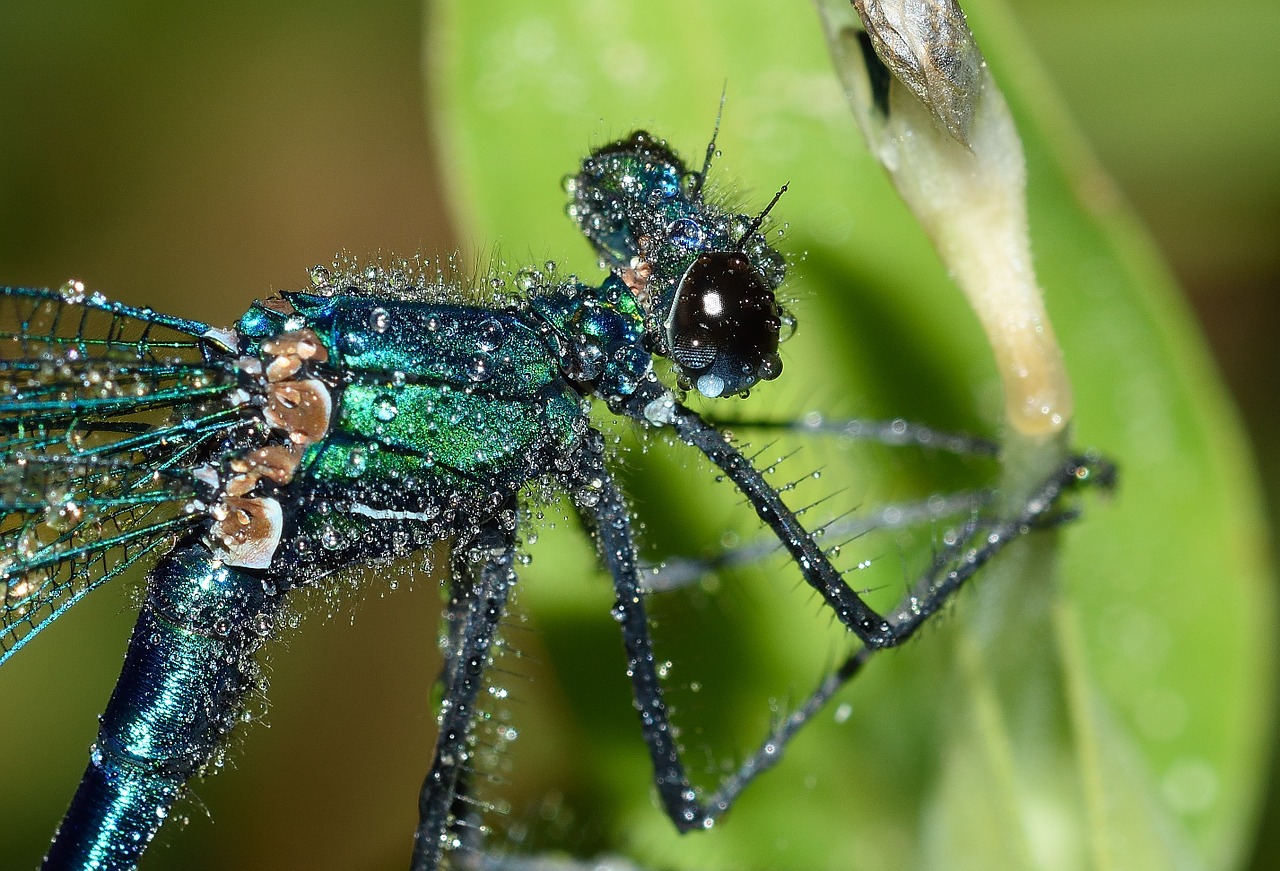 Lazdelės, Tarnaitė, Calopteryx, Splendens, Lietus, Makro, Nemokamos Nuotraukos,  Nemokama Licenzija