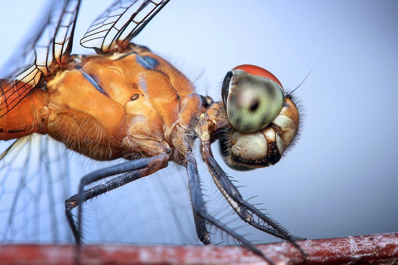 Lazda, Vabzdys, Odonata, Makro, Galva, Oranžinė, Mėlynas, Akis, Gyvūnai, Gamta