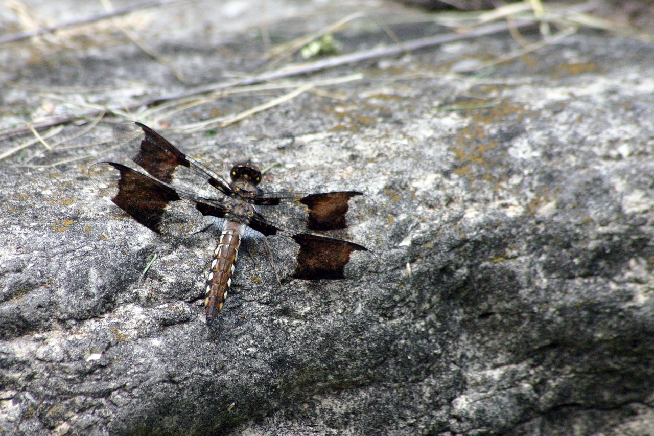 Lazda, Vasara, Saulė, Gamta, Ekologiškas, Ūkis Violetinė, Oranžinė, Vabzdys, Laukinė Gamta, Damselfly