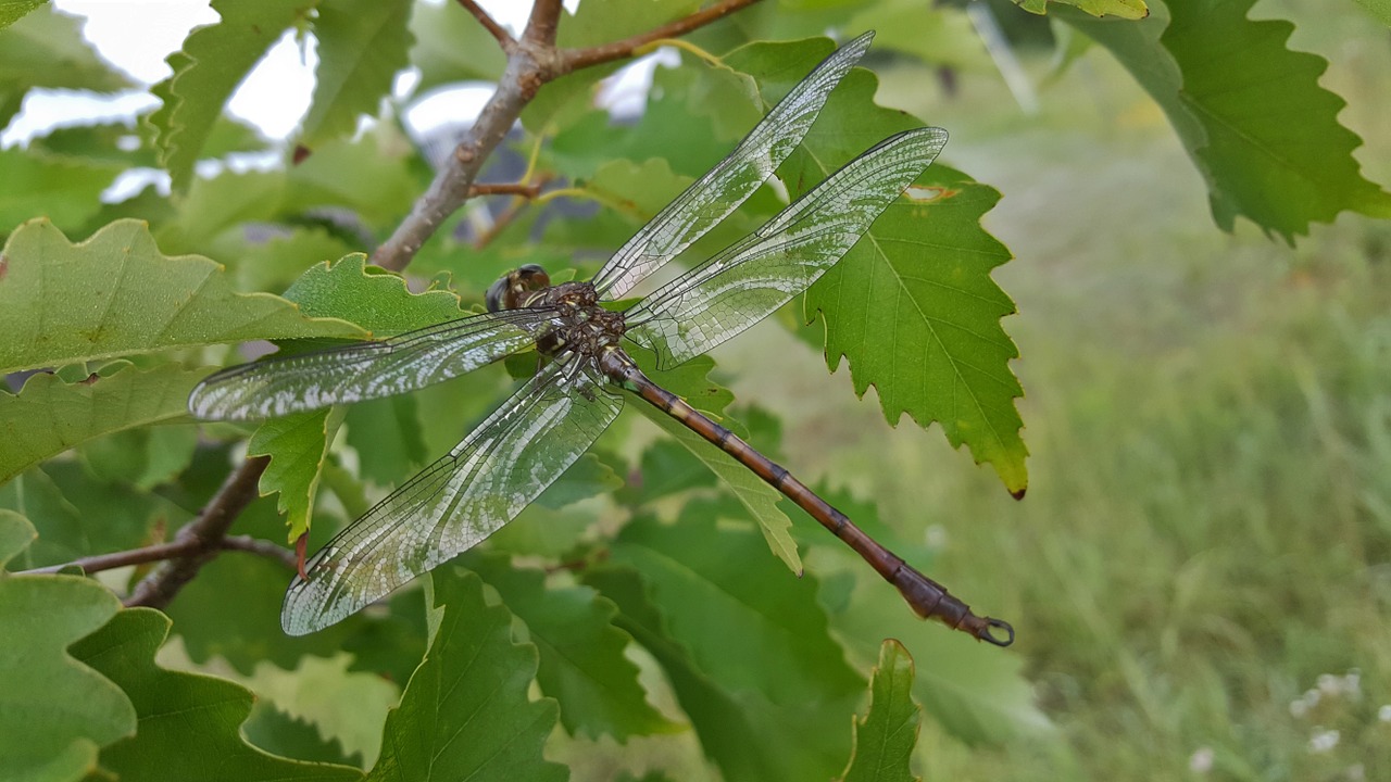 Lazda, Vabzdys, Sparnuotas Vabzdys, Skraidantis Vabzdys, Sparnai, Iš Arti, Nariuotakojų, Entomologija, Biologija, Padaras