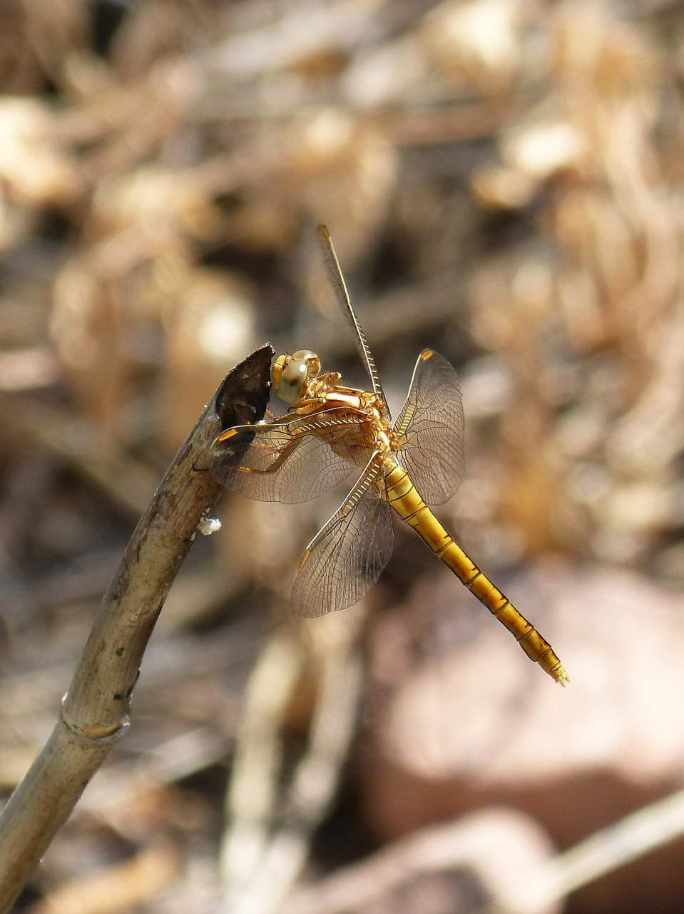 Lazda, Auksinė Lazda, Simpetrum Fonscolombii, Filialas, Vandens Aplinka, Pelkė, Grožis, Nemokamos Nuotraukos,  Nemokama Licenzija