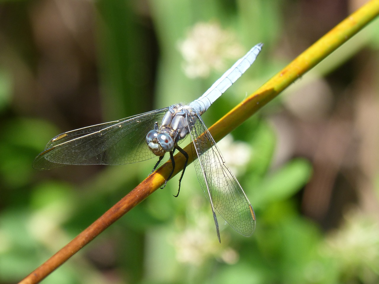 Lazda, Mėlyna Lazdele, Orthetrum Cancellatum, Stiebas, Tvenkinys, Pelkė, Nemokamos Nuotraukos,  Nemokama Licenzija