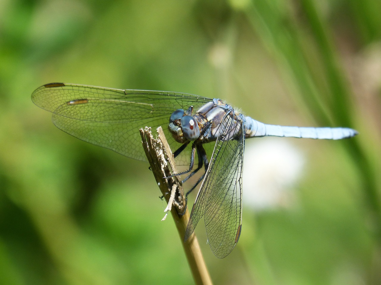 Lazda, Mėlyna Lazdele, Orthetrum Cancellatum, Stiebas, Tvenkinys, Pelkė, Nemokamos Nuotraukos,  Nemokama Licenzija