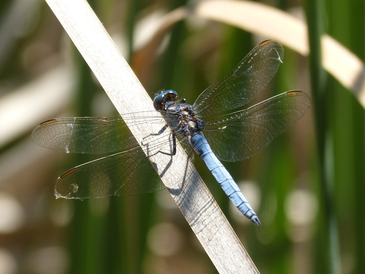 Lazda, Mėlyna Lazdele, Tvenkinys, Orthetrum Cancellatum, Pelkė, Nemokamos Nuotraukos,  Nemokama Licenzija