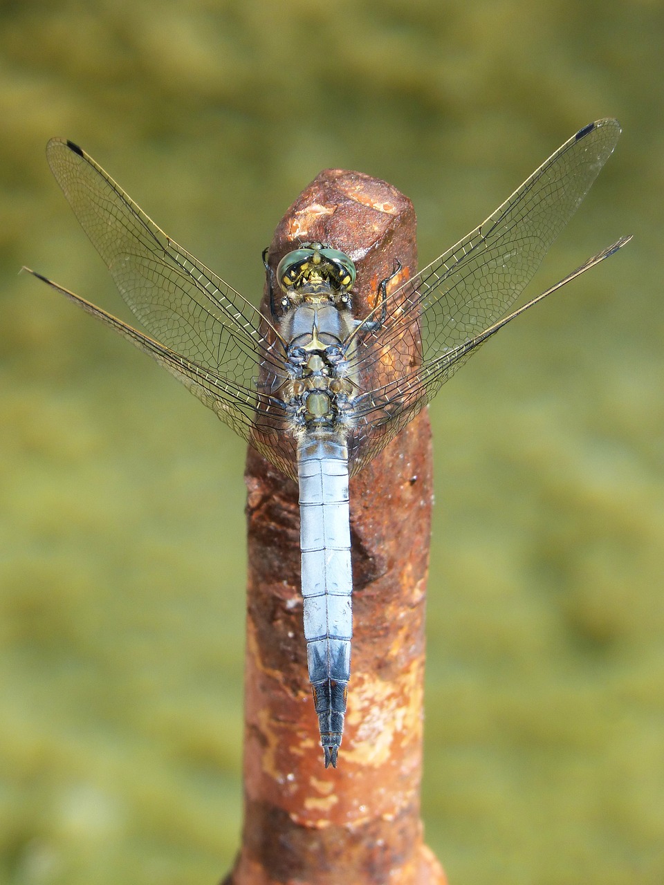 Lazda, Mėlyna Lazdele, Plaustas, Orthetrum Cancellatum, Išsamiai, Nemokamos Nuotraukos,  Nemokama Licenzija