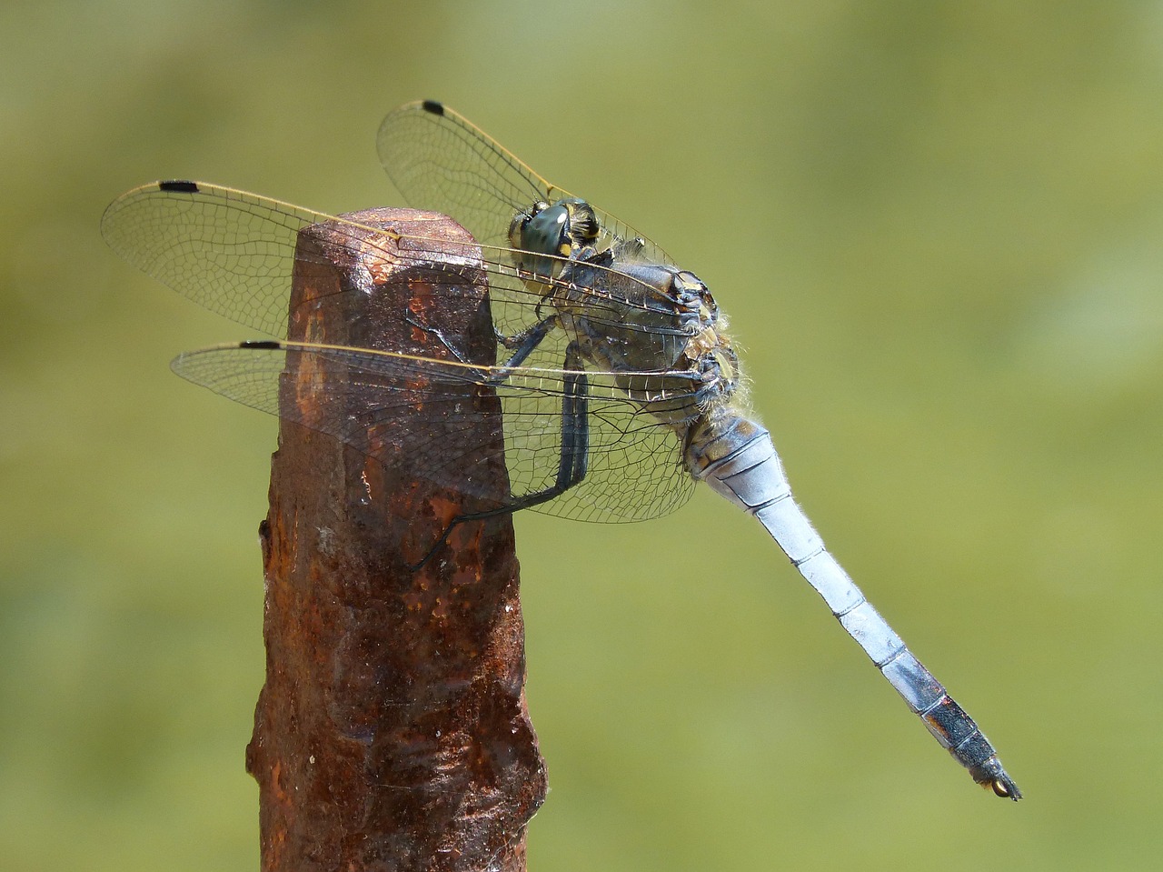 Lazda, Mėlyna Lazdele, Plaustas, Orthetrum Cancellatum, Geležis, Sparnuotas Vabzdys, Nemokamos Nuotraukos,  Nemokama Licenzija