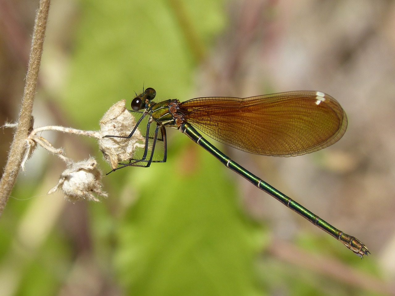 Lazda, Juoda Lazdele, Permatomi Sparnai, Calopteryx Haemorrhoidalis, Vaivorykštinis, Nemokamos Nuotraukos,  Nemokama Licenzija