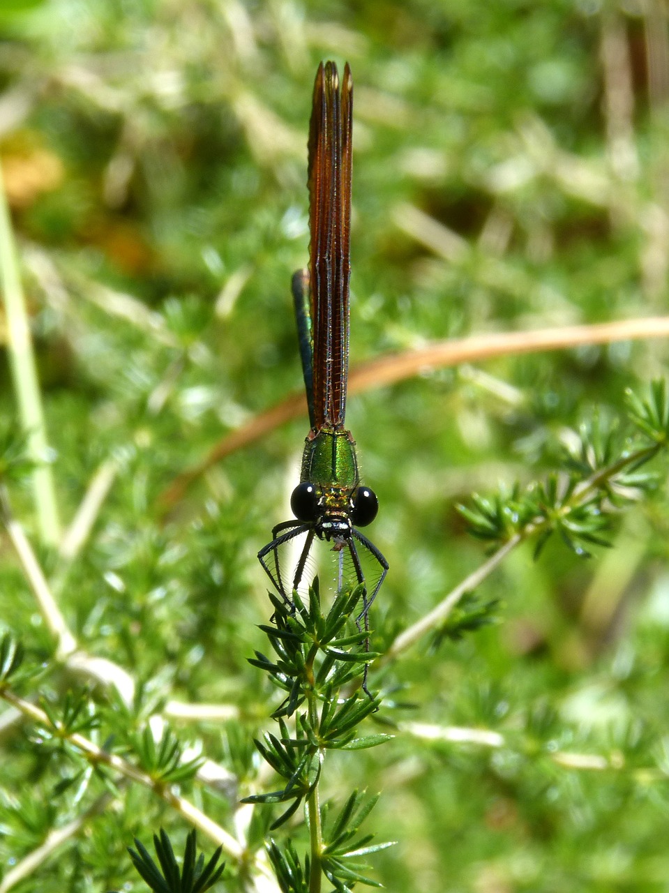 Lazda, Juoda Lazdele, Permatomi Sparnai, Calopteryx Haemorrhoidalis, Vaivorykštinis, Vaizdas Iš Priekio, Foreshortening, Nemokamos Nuotraukos,  Nemokama Licenzija